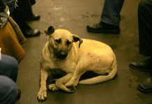 אימוץ כלבים טבעון