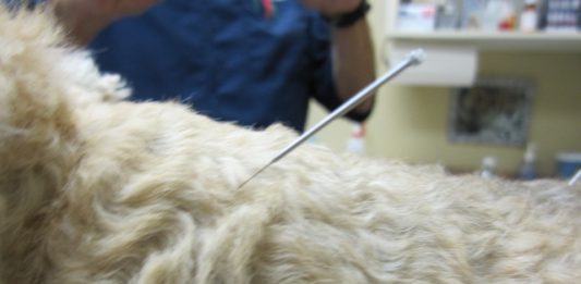 דיקור סיני לכלבים