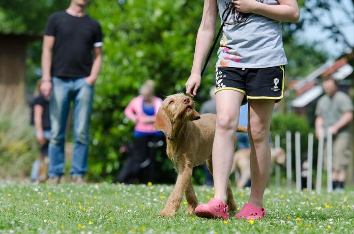 אילוף בסיסי לכלב