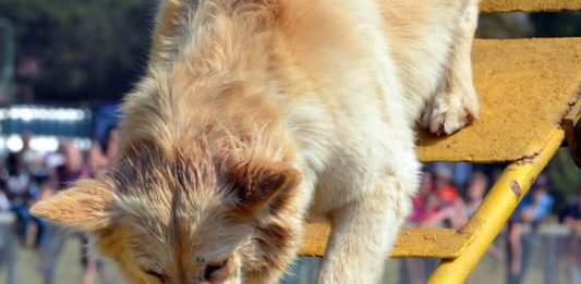 אילוף כלבים עצמי