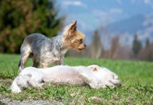 כלבים קטנים לאימוץ