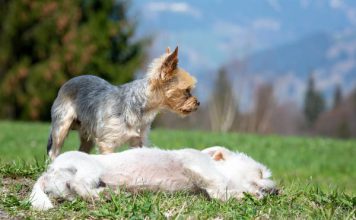 כלבים קטנים לאימוץ