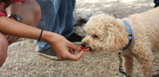 מערך התגמולים באילוף כלבים