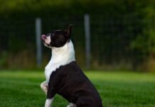 בוסטון טרייר