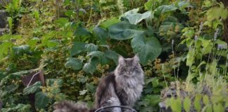 חתול יערות נורבגי