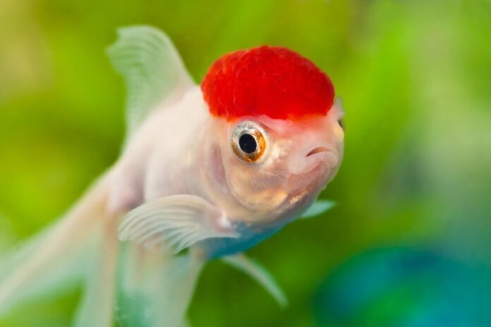 דג כיפה אדומה