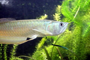 דגים טורפים לאקווריום - ארואנה כסופה