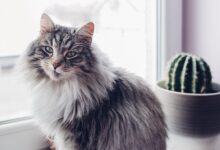 אלרגיה לחתולים - כל המידע שצריך להכיר ולמה זה קורה !