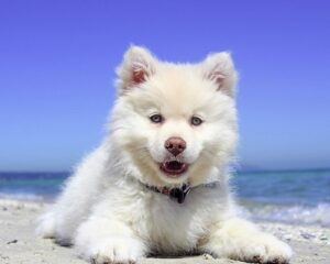 כלבים חמודים - אסקימו אמריקאי