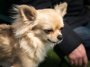 כלב צ'יוואווה - כלבים חמודים