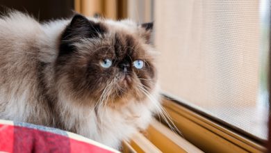 חתול הימלאיה - אופי, מידע ותמונות